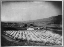 Bird’s-Eye view of an orchard with farm and mountain in background.
